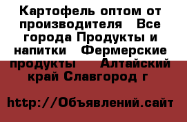 Картофель оптом от производителя - Все города Продукты и напитки » Фермерские продукты   . Алтайский край,Славгород г.